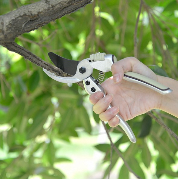 secateurs